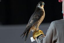 قصة وقصيدة...مايستريح اللي عزم له رجاجيـل ...اللي دعاهم للعشـا واستجابـوا يردد هذا البيت الكثر من الناس ولعلهم لا يعلمون قصته  مايستريح اللي عزم له رجاجيـل