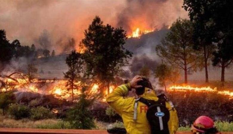 حاول قتل «عنكبوت».. فأحرق 40 فداناً بأمريكا