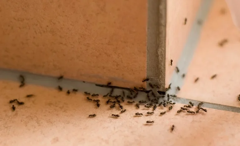 علاج النمل في البيت