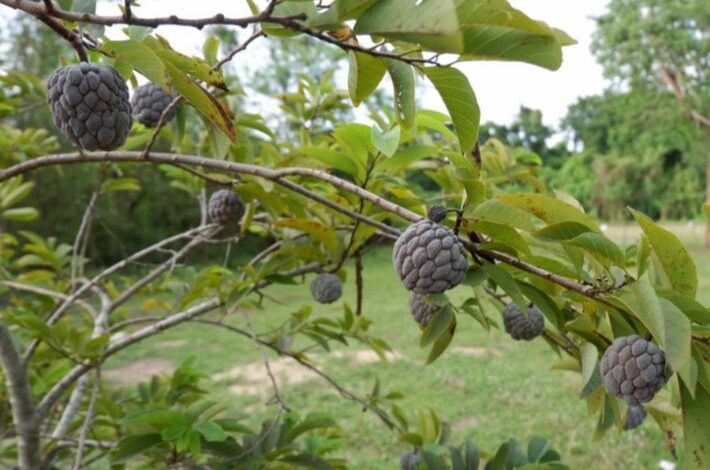 تعرف على أمراض شجرة القشطة