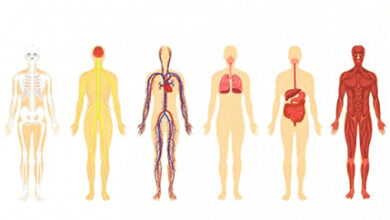 الوحدات الهيكلية لجسم الإنسان