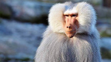 توقعات حول مكافحة أضرار القرود