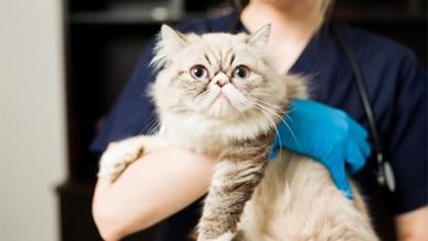تطعيم القطط إجراءات التطعيم وأعراضه الجانبية