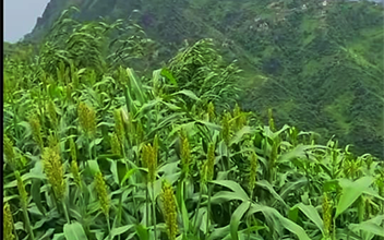 من العادات و الأدوات التراثية (36)