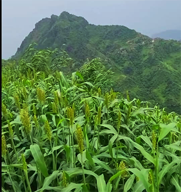 من العادات و الأدوات التراثية (36)