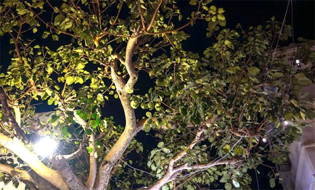 عودة الحياة إلى سوق "النفيعة" بفيفا .. حكاية سوق عتيق يستظل تحت الـ"تالقة" المعمرة