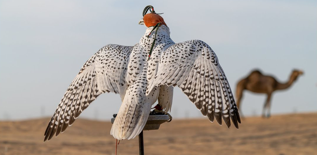 الحميمان على حساب أهل عنيزة