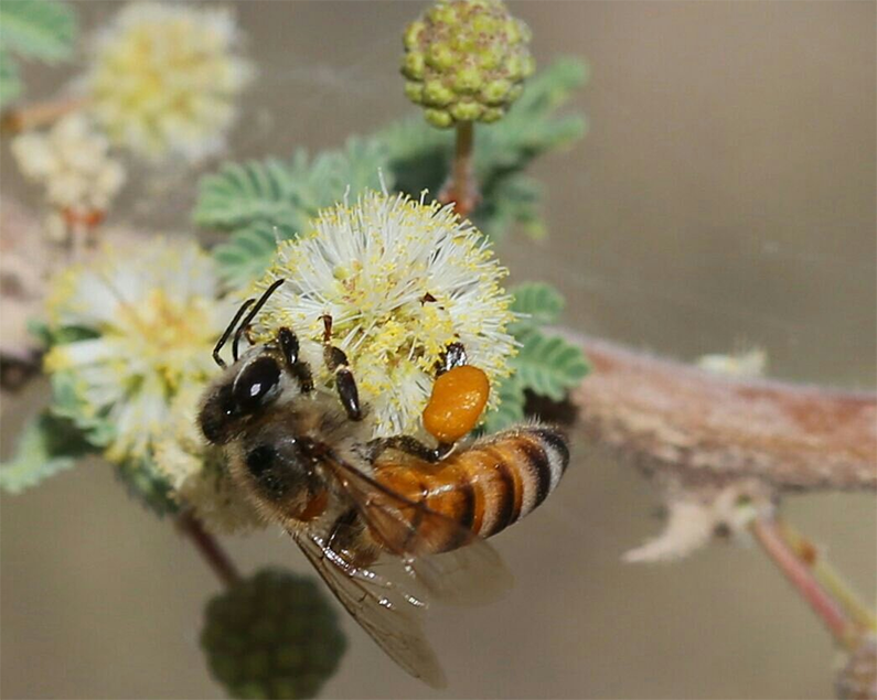 الحميمان على حساب أهل عنيزة