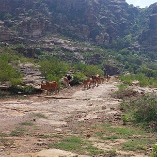 منتجع منمنة بالريث