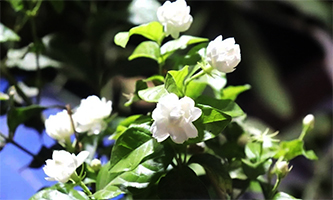 أصبوحتي كل الحروف أزهت