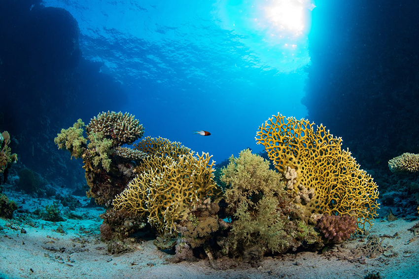 مركز الحياة الفطرية: إدراج" الثقوب الزرقاء" و "رأس حاطبة" ضمن قائمة المحميات الوطنية يعزز الريادة السعودية في الحماية البيئية