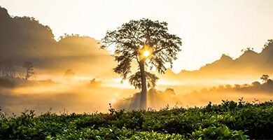 أصبوحتي خطف عقلي