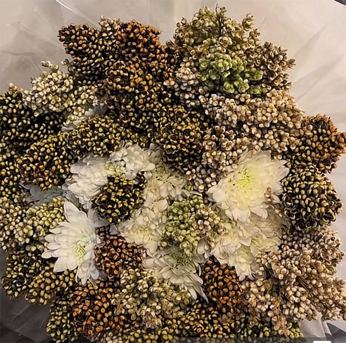 بيش… حين تتعانق الخُضرة مع البحر وتكتب الأرض نشيدها