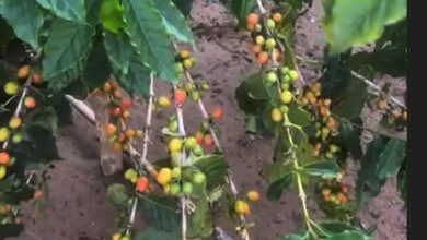 اسأل مجرب.. والخبرة من المزارع حسن جابر القطيلي المالكي