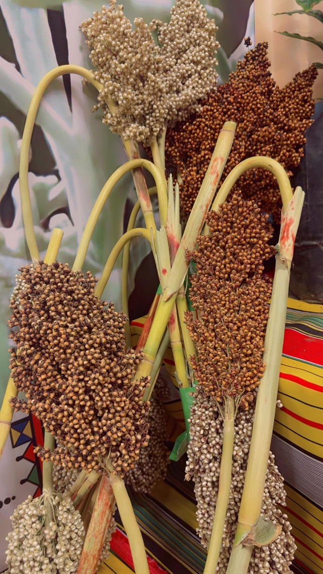 العارضة… حين تتكئ الجبال على قلب الإنسان