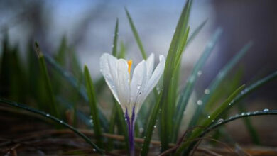 أصبوحتي رحلت هناك همومنا