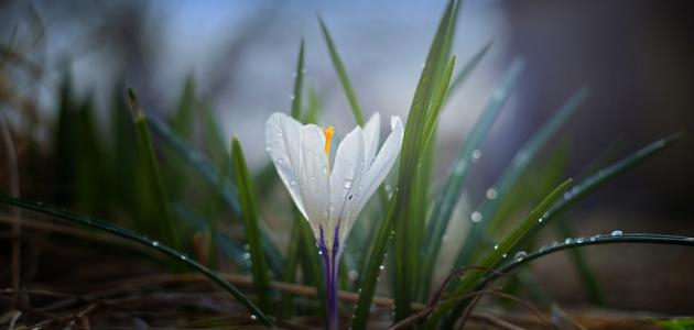 أصبوحتي رحلت هناك همومنا