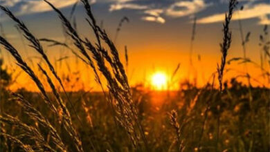 أصبوحتي تحمل حبا وودا