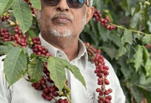 شيخُ البن… حين تتكئ الجبال على الرجال