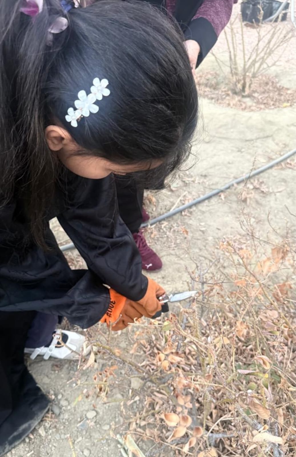 اختتام مهرجان تحطيب الورد الطائفي بعد سبعة أيام من التوعية الزراعية والتفاعل المجتمعي