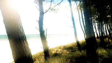 أصبوحتي حلم وأمل وإحساس