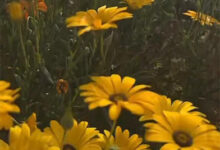 محمية ربيع الزلفي…