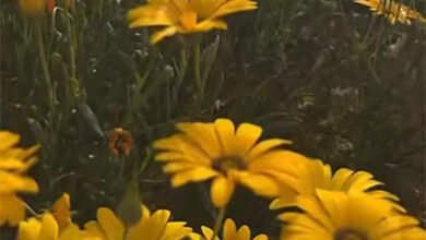 محمية ربيع الزلفي…