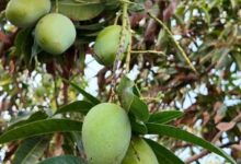 أشجار المانجو في جازان .. من التجارب… إلى الإنتاج… إلى التصدير العالمي