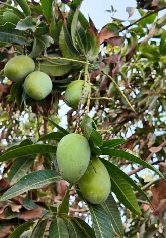 أشجار المانجو في جازان .. من التجارب… إلى الإنتاج… إلى التصدير العالمي